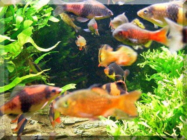 Nasze rybki, zdjęcie 3