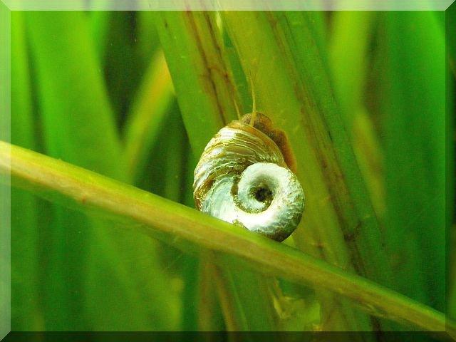 Nasze rybki, zdjęcie 2