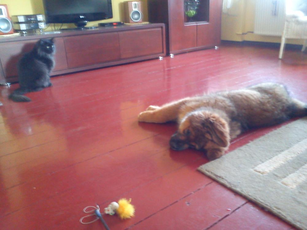 Zwierzak w moim domu, zdjęcie 6