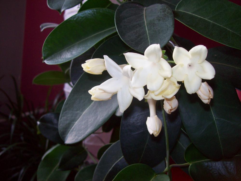 Coraz bliżej święta..., zdjęcie 5