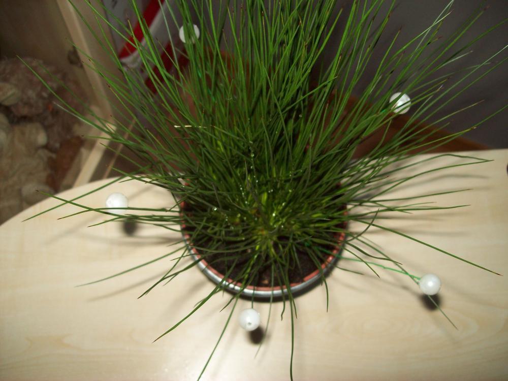 Kompozycje kwiatowe, zdjęcie 3