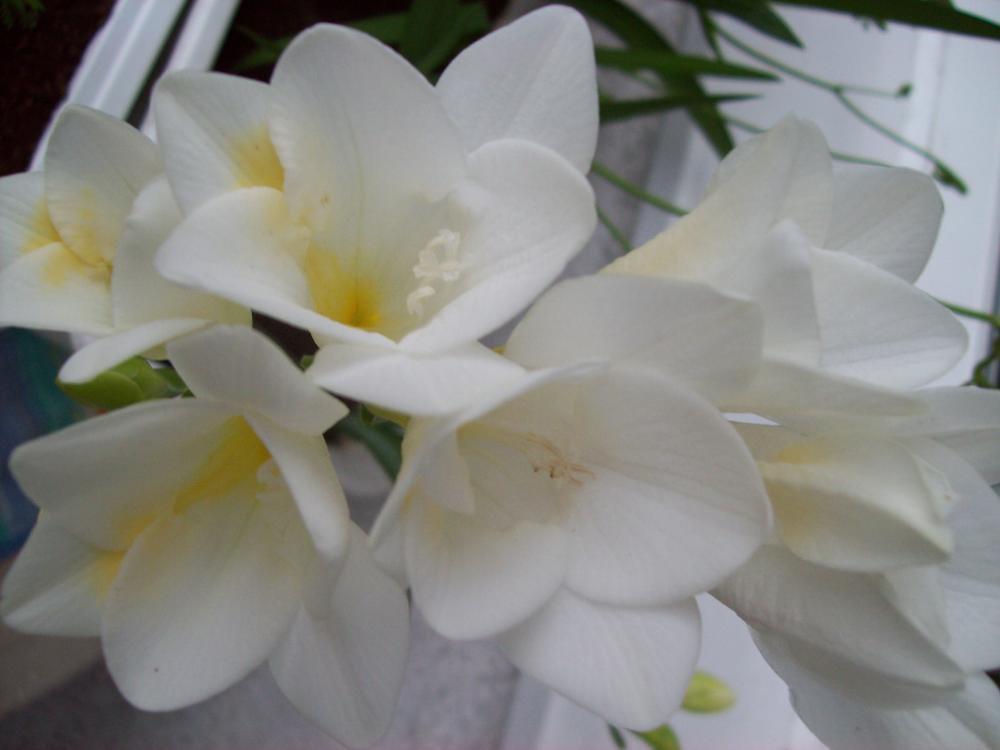 Kompozycje kwiatowe, zdjęcie 8