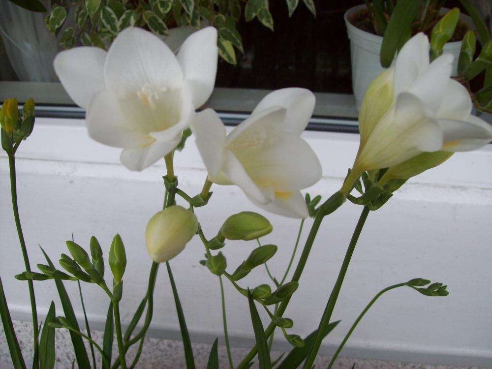 Kompozycje kwiatowe, zdjęcie 7