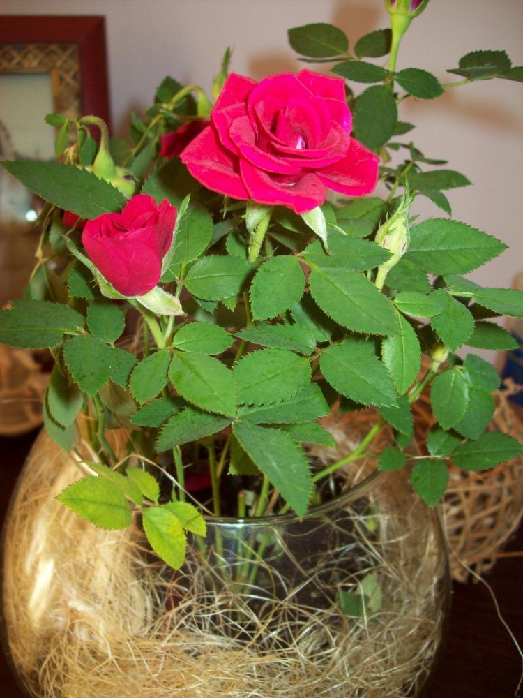 Kompozycje kwiatowe, zdjęcie 10