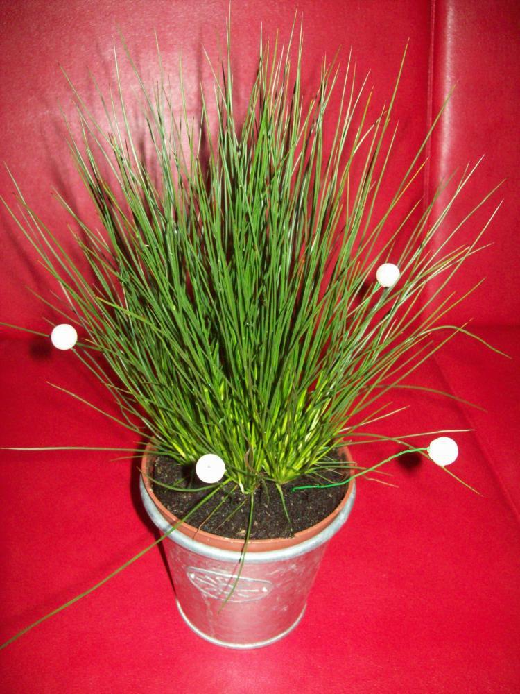 Kompozycje kwiatowe, zdjęcie 2