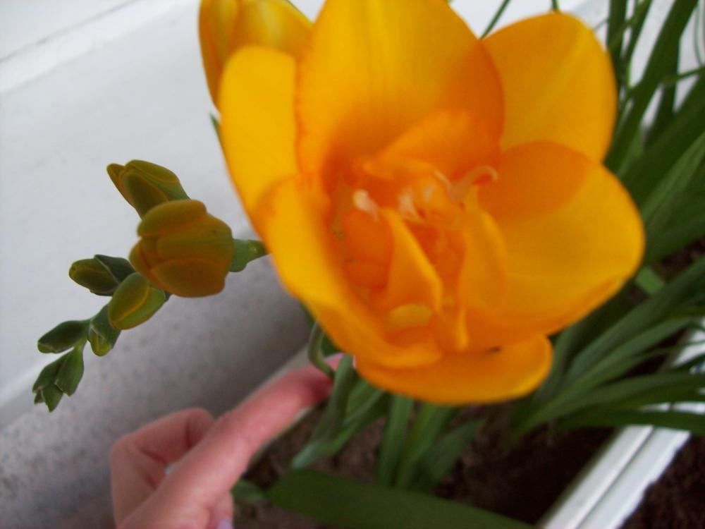 Kompozycje kwiatowe, zdjęcie 9