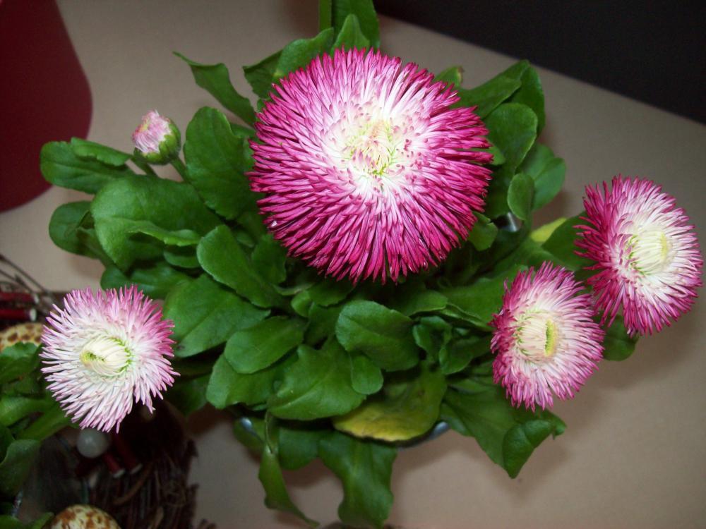 Wiosenne kompozycje, zdjęcie 4