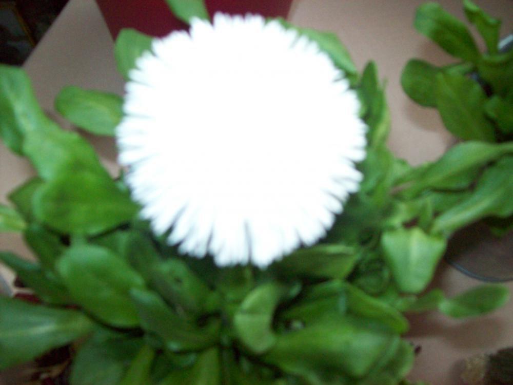 Wiosenne kompozycje, zdjęcie 8