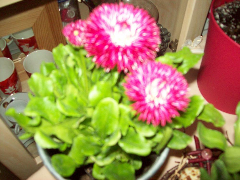 Wiosenne kompozycje, zdjęcie 7