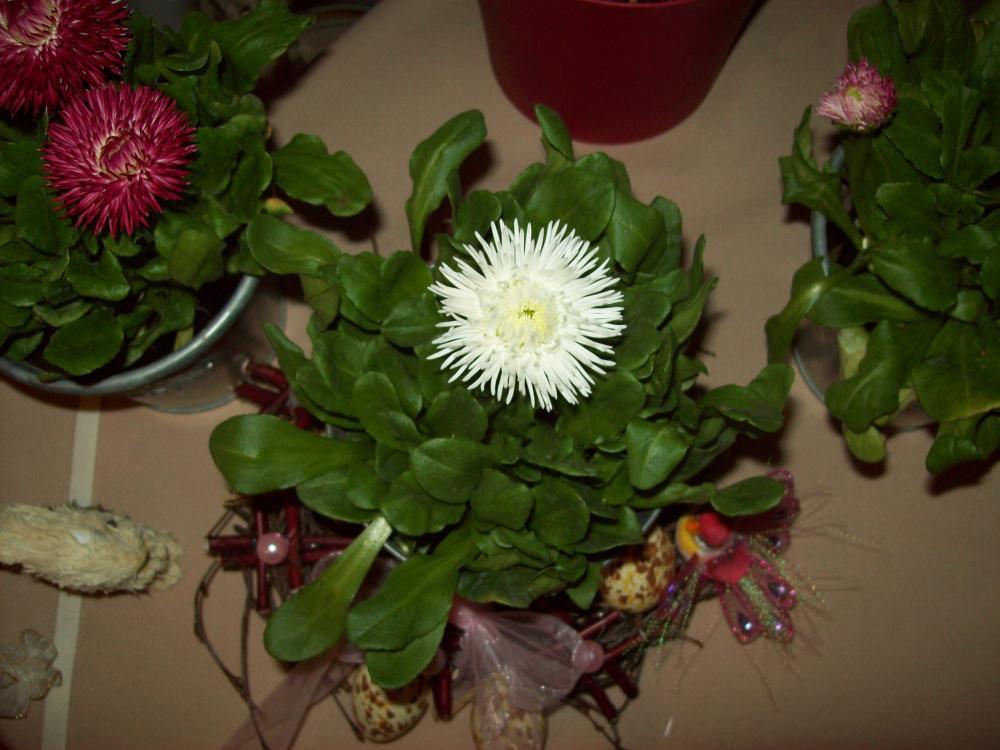 Wiosenne kompozycje, zdjęcie 3