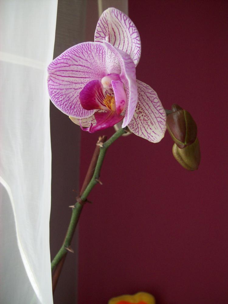 Wiosenne kompozycje, zdjęcie 6