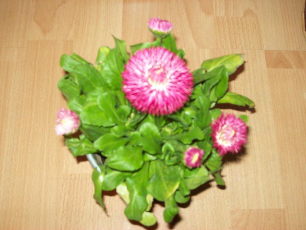 Wiosenne kompozycje, zdjęcie 9