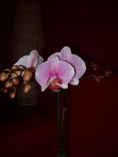 Moje storczyki, zdjęcie 8