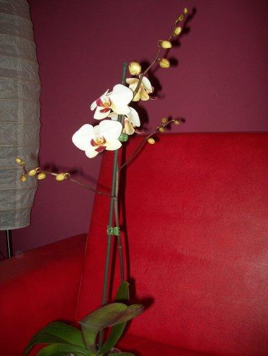 Moje storczyki, zdjęcie 7