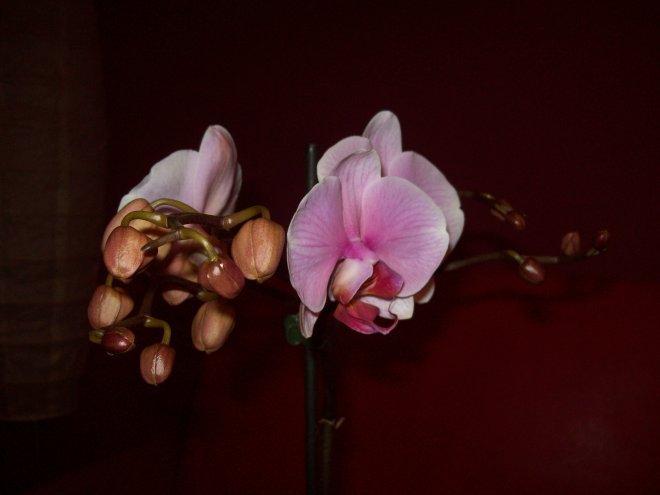 Moje storczyki, zdjęcie 4