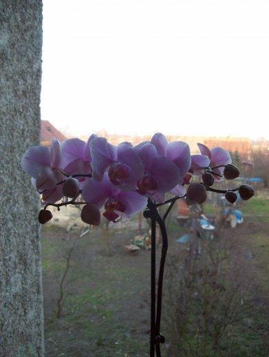 Moje storczyki, zdjęcie 5