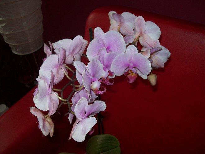 Moje storczyki, zdjęcie 1