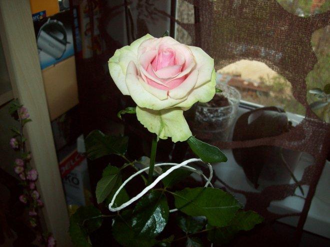 W moim magicznym domu..., zdjęcie 3