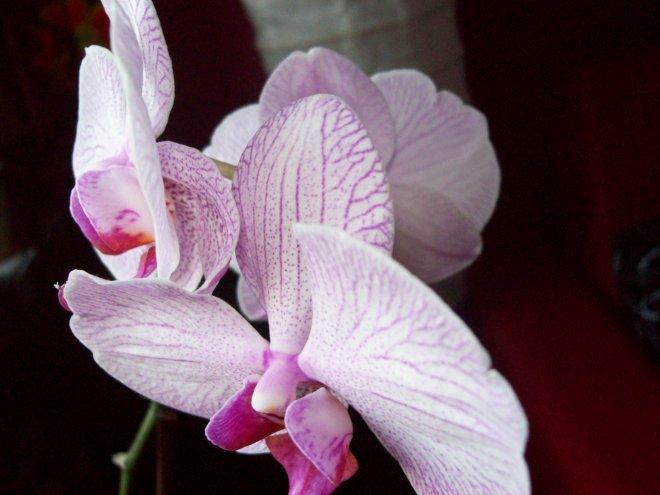 W moim magicznym domu..., zdjęcie 5