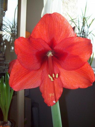 Moje amarylisy, zdjęcie 3