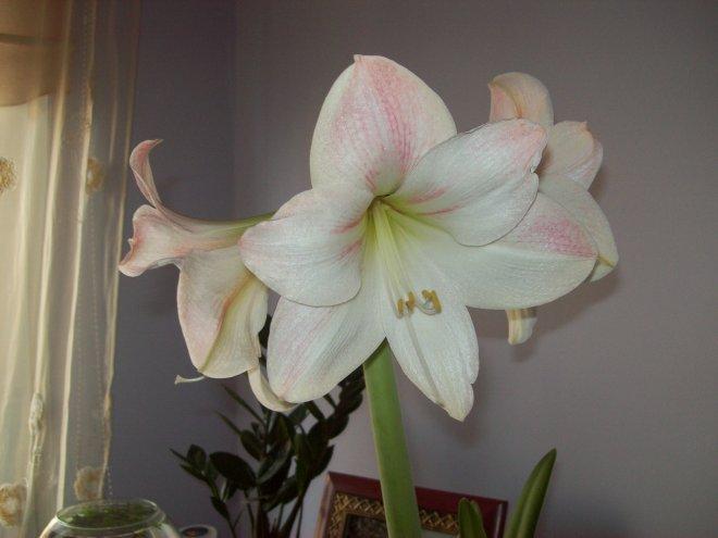 Moje amarylisy, zdjęcie 13