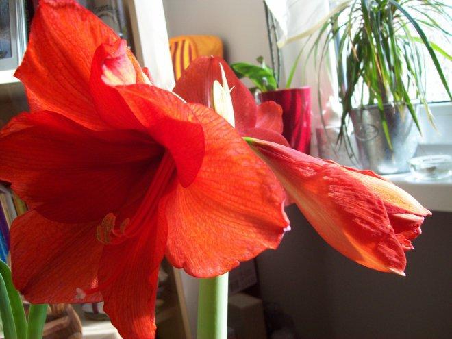 Moje amarylisy, zdjęcie 7