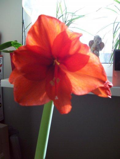 Moje amarylisy, zdjęcie 6