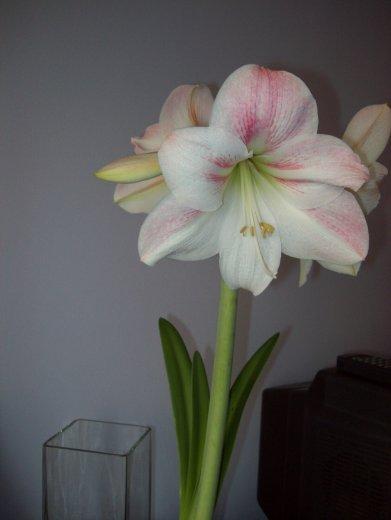 Moje amarylisy, zdjęcie 12