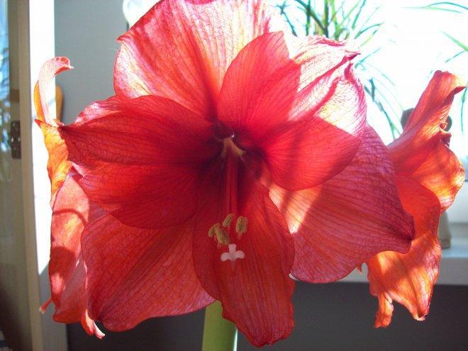 Moje amarylisy, zdjęcie 8