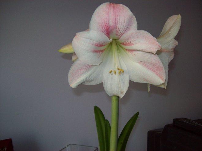 Moje amarylisy, zdjęcie 14