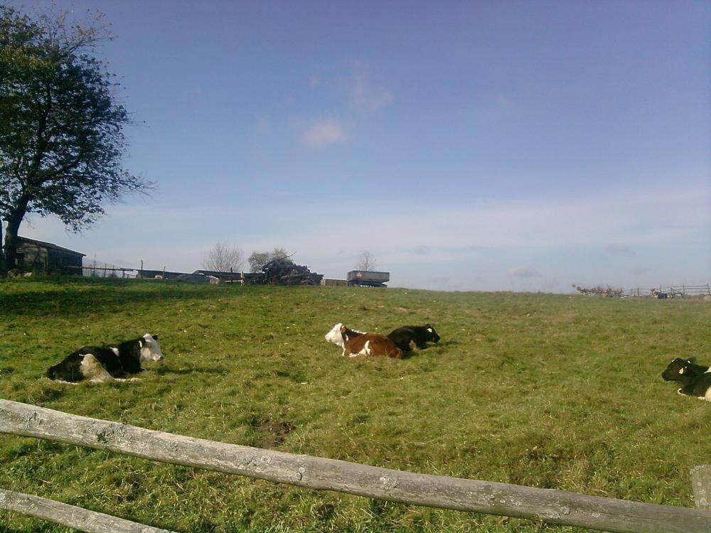 MOI SĄSIEDZI , zdjęcie 1