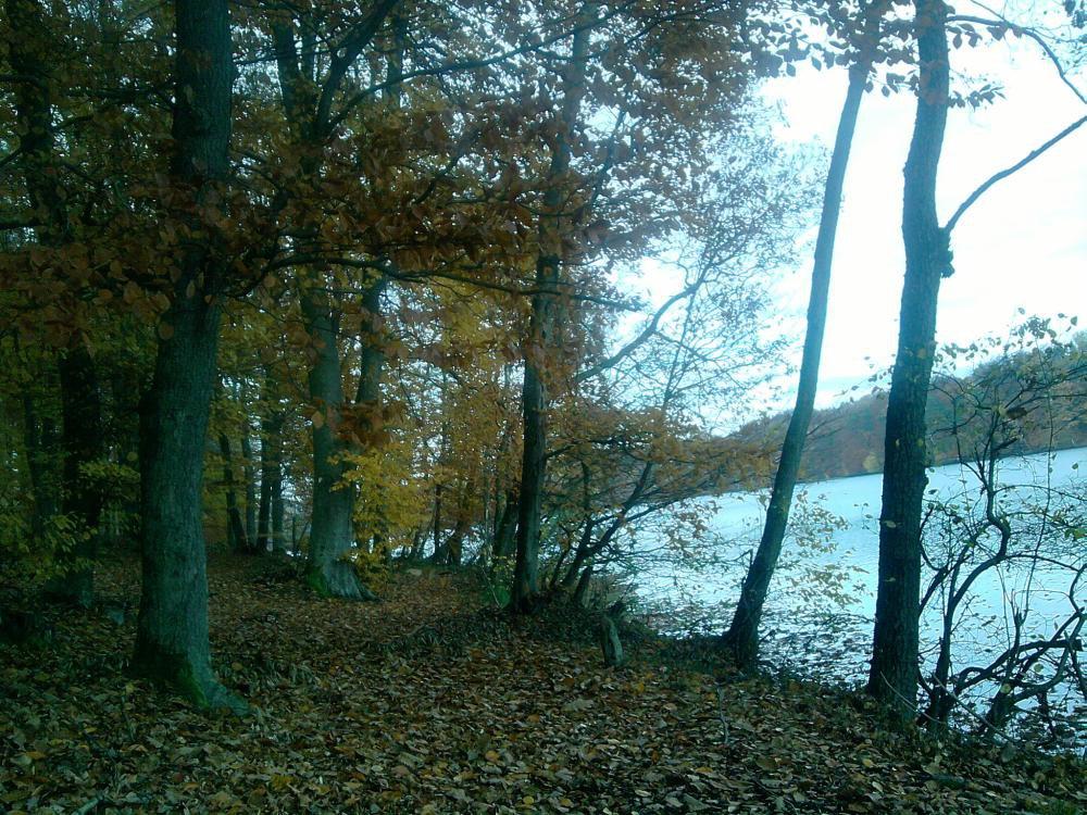 Ostatnie zdjęcia tej jesieni. ktora jest wyjatkowo piękna , zdjęcie 4