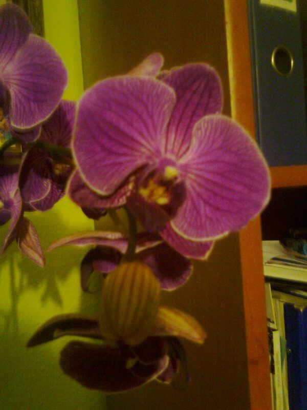 kilka fotek , zdjęcie 4