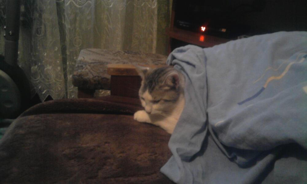 pan kot2, zdjęcie 6