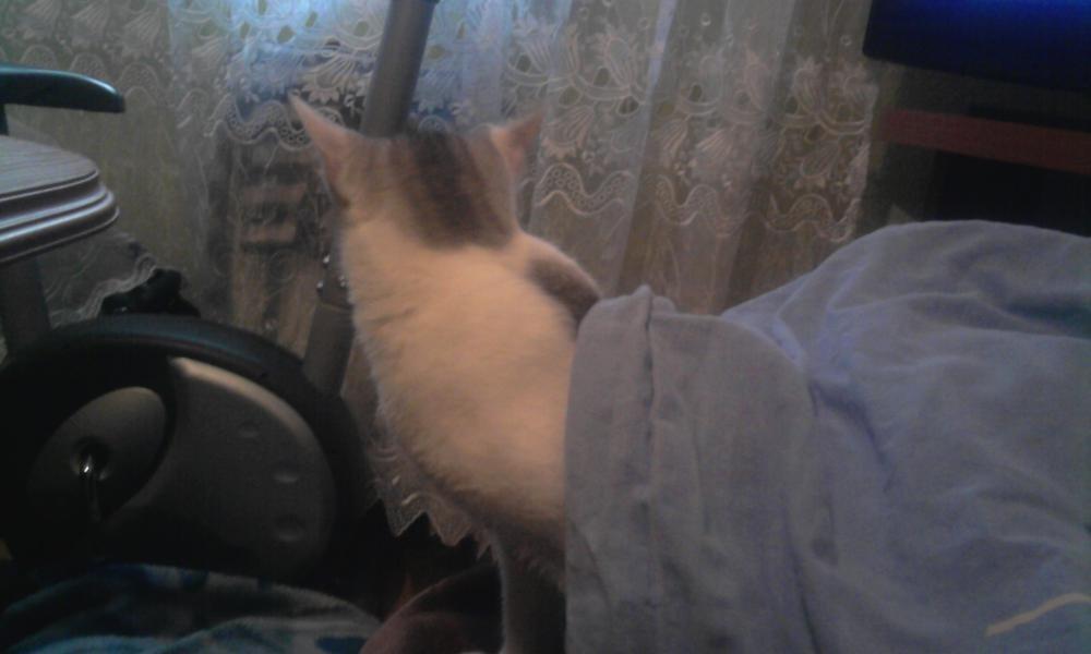 pan kot2, zdjęcie 7