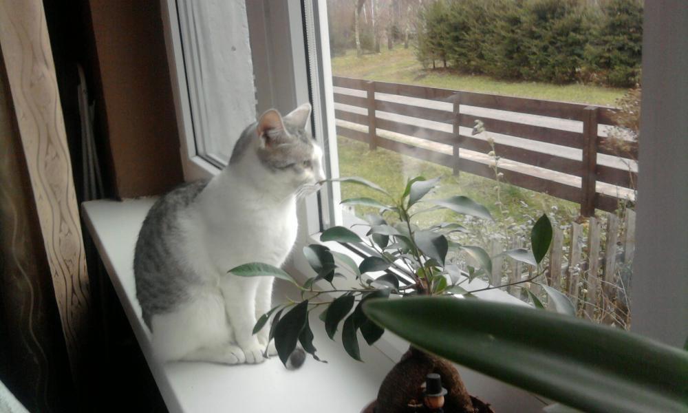 pan kot2, zdjęcie 2