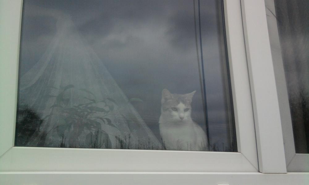 pan kot2, zdjęcie 5