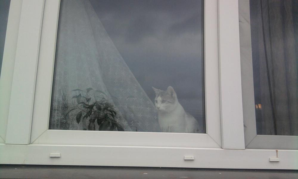 pan kot2, zdjęcie 3