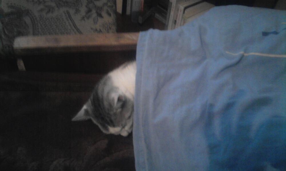 pan kot2, zdjęcie 4