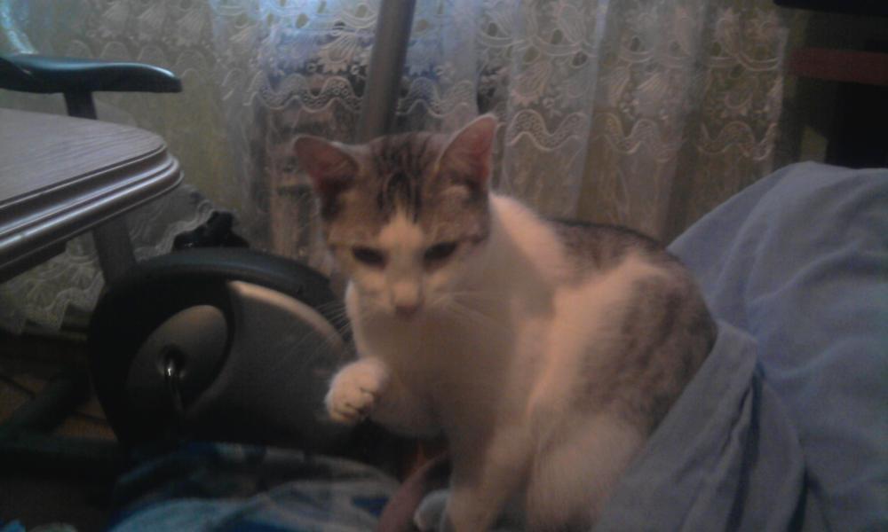 pan kot2, zdjęcie 1