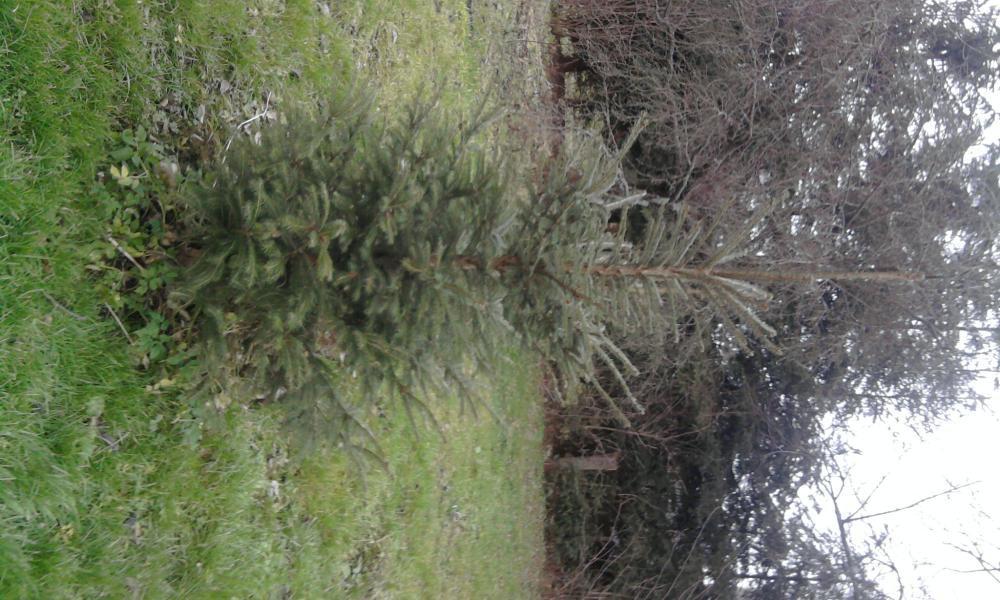 ogrudeczek, zdjęcie 2