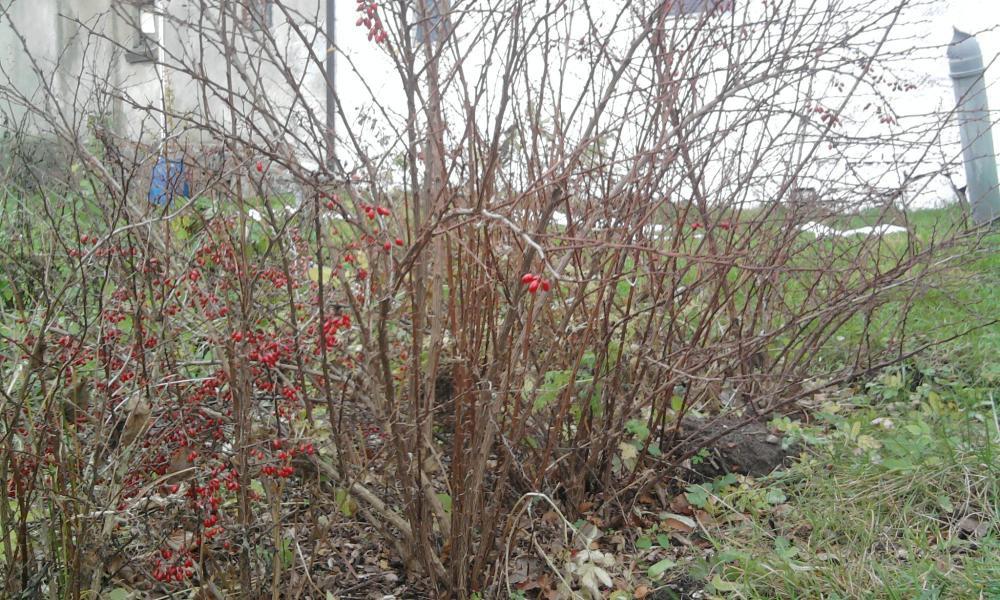 kilka fotek moich kwiatków, zdjęcie 4