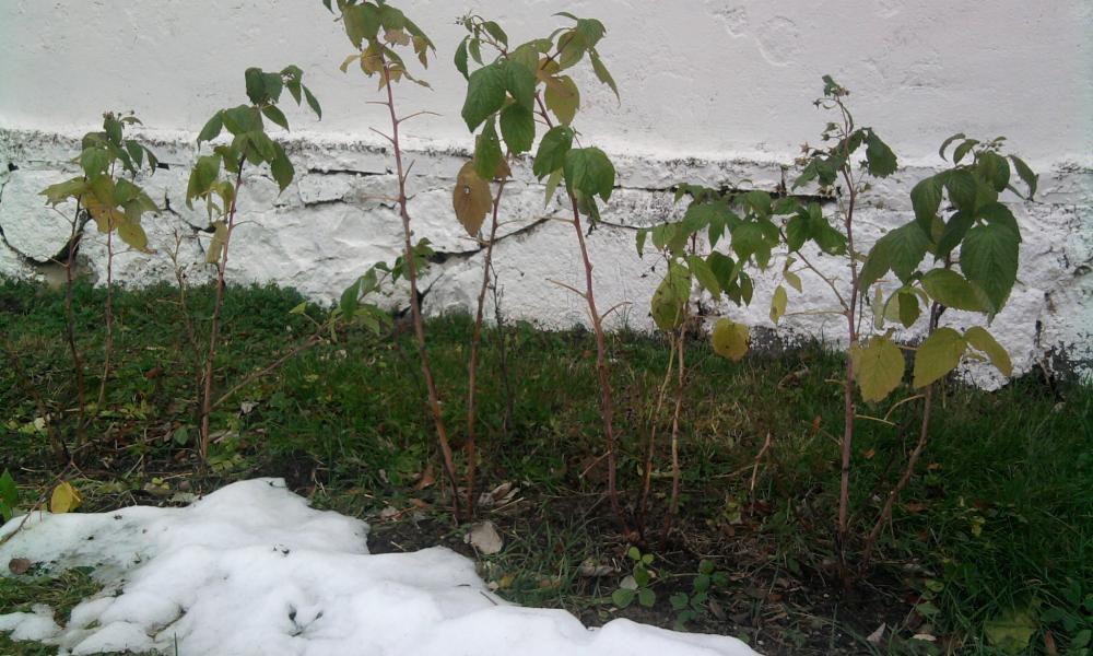 kilka fotek moich kwiatków, zdjęcie 5