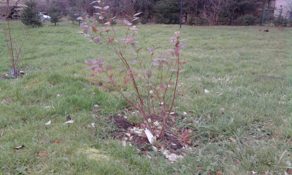 kilka fotek moich kwiatków, zdjęcie 6