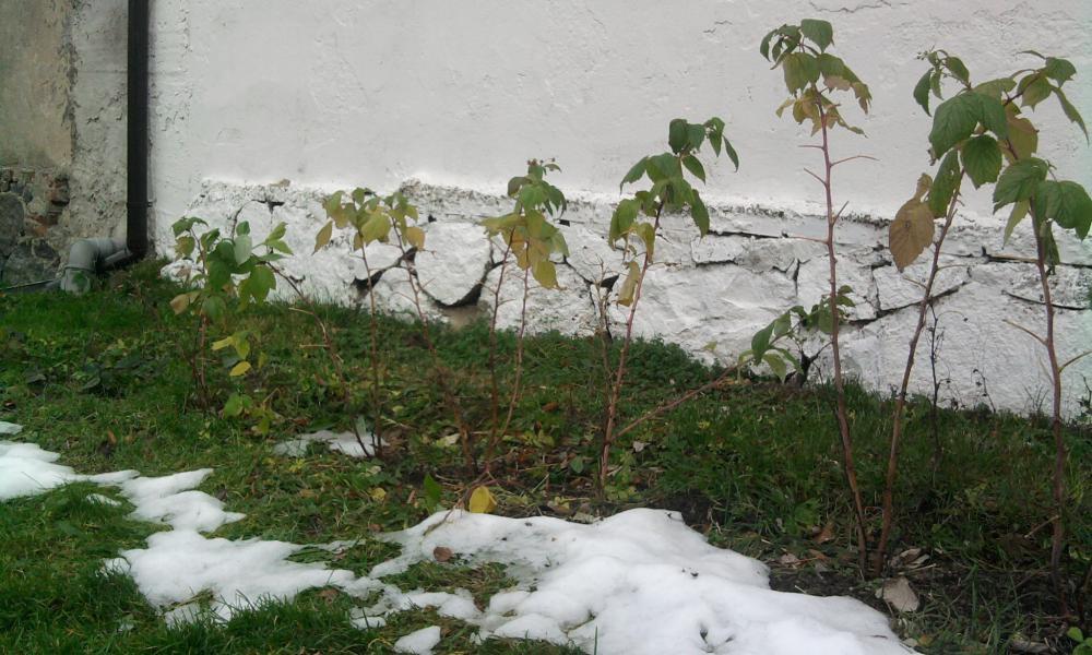 kilka fotek moich kwiatków, zdjęcie 3