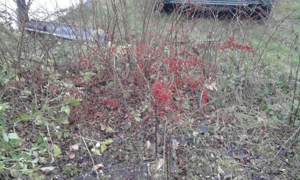 kilka fotek moich kwiatków, zdjęcie 2