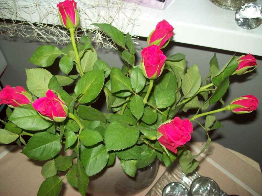 Powiew wiosny w środku zimy, zdjęcie 4