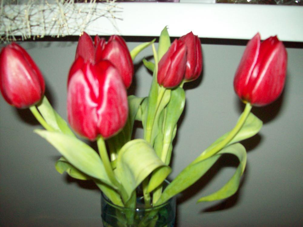 Powiew wiosny w środku zimy, zdjęcie 1