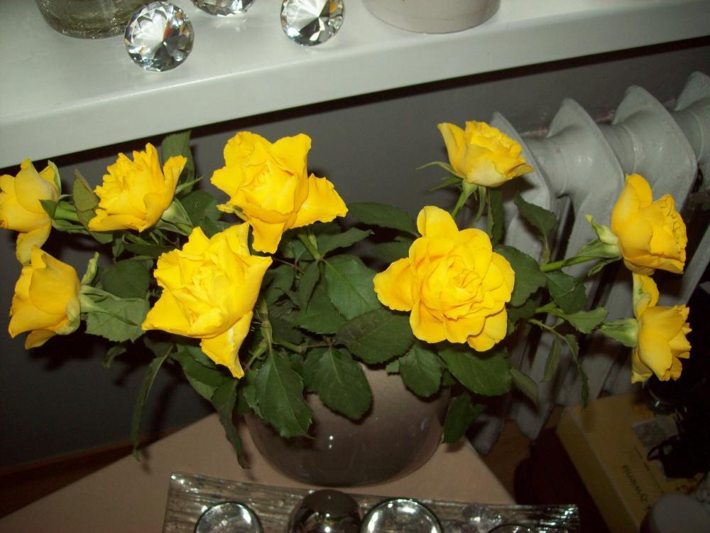 Powiew wiosny w środku zimy, zdjęcie 9