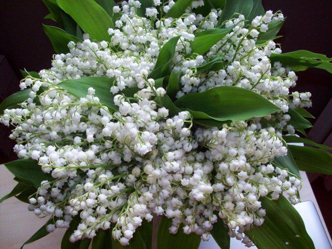 A mi tak tęskno do maja i konwalii, zdjęcie 6